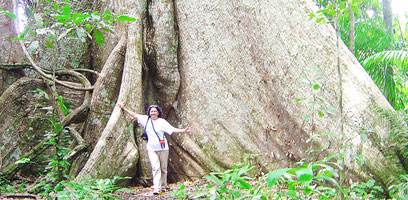Giant Tree Near Apu Victor Lake