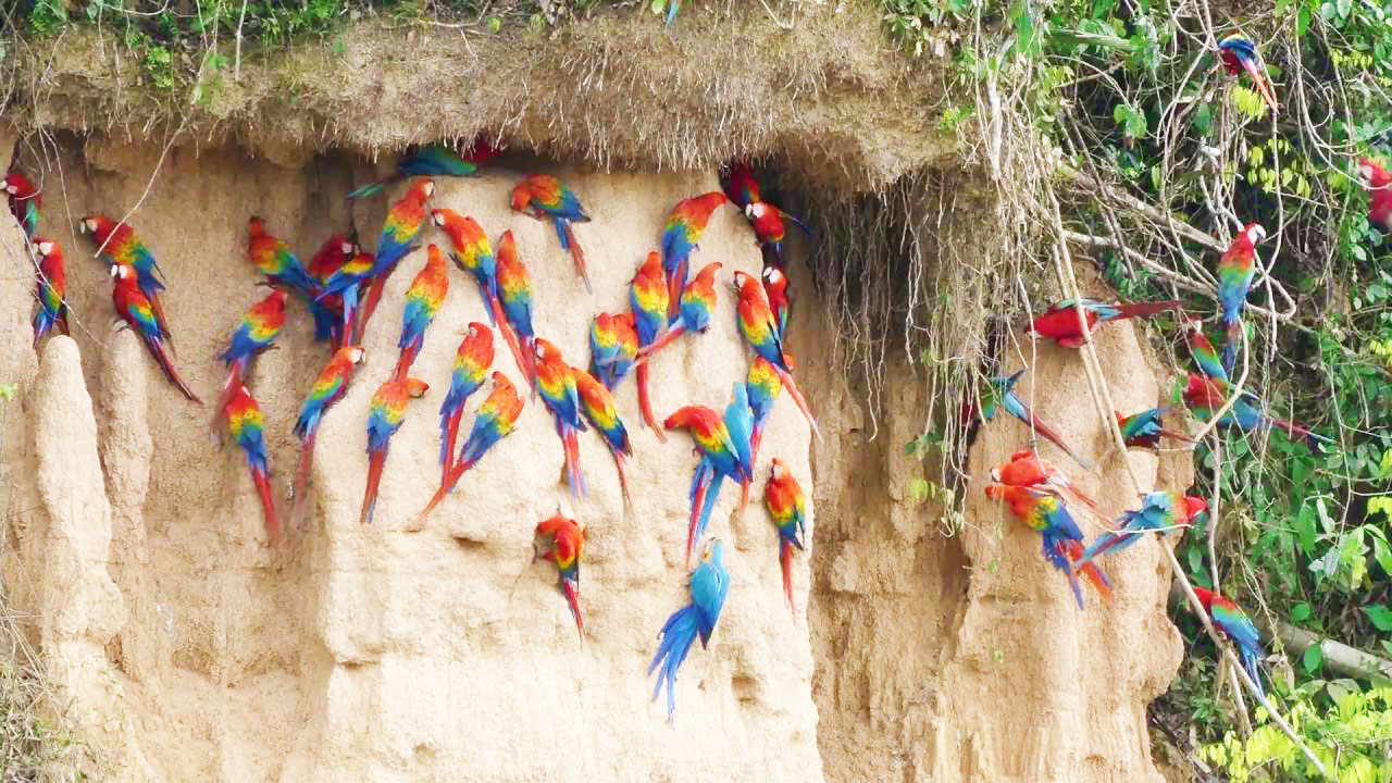 Tambopata River Macaw Clay Lick