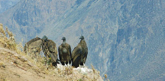 Colca Canyon Condors Perched