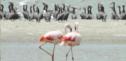 Flamingos and Cormorants in the Paracas Reserve