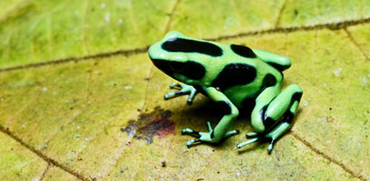 Green and Black Tree Frog