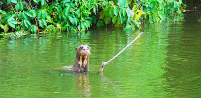 Giant Otter of Lake Sandoval
