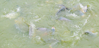 Piranhas Feeding