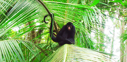 Spider Monkey on a Palm Leaf