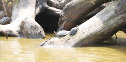 Turtles on a Log in the Gamitana River