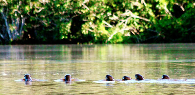 Giant Otter Family at Lake Sandoval