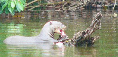 Giant River Otter in Lake Salvador