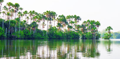 Lake Sandoval Palm Trees