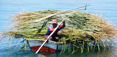 Harvesting Reeds for Uros Island Construction