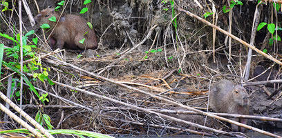 Wild Capybaras on the Madre de Dios River Bank