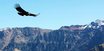 Condor inFlight