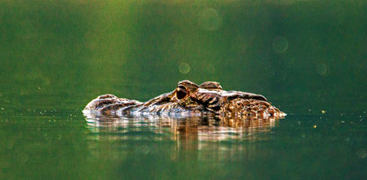 Caiman Lake Caiman