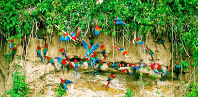 Chuncho Clay Lick in Tambopata