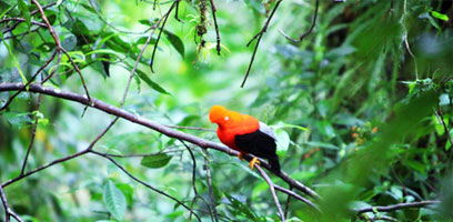 Cock of the Rock National Bird