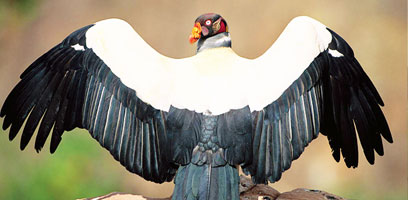 King Vulture