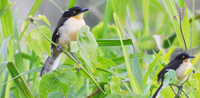Black Capped Donocobius
