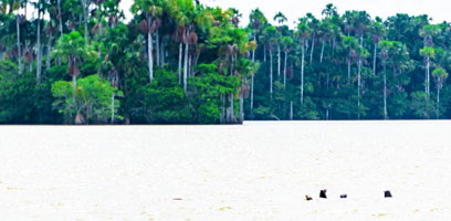 Otters in Lake Sandoval