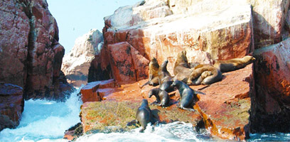 Islas Ballesta Sea Lions