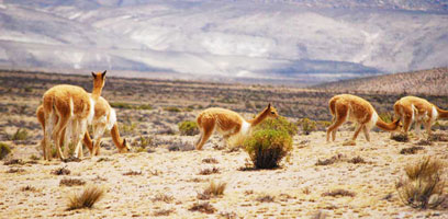Wild Vicunas
